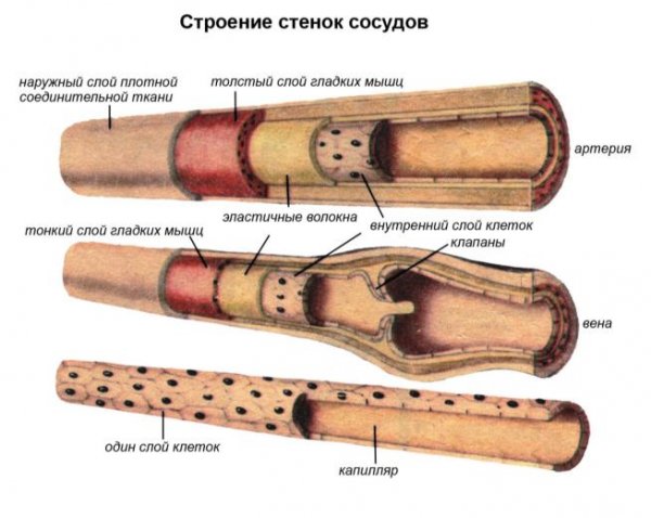 Кровеносные сосуды