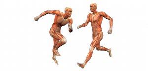 Как работает скелетная мускулатура?