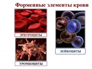 Форменные элементы крови (краткая характеристика)