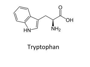 Триптофан: незаменимая аминокислота, роль для организма