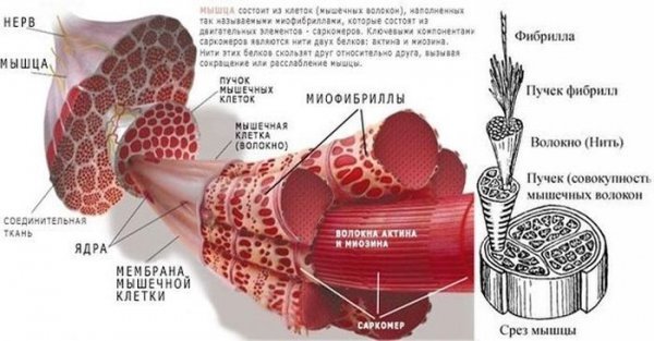 Про вклад жиров и углеводов в энергообеспечение при физнагрузках