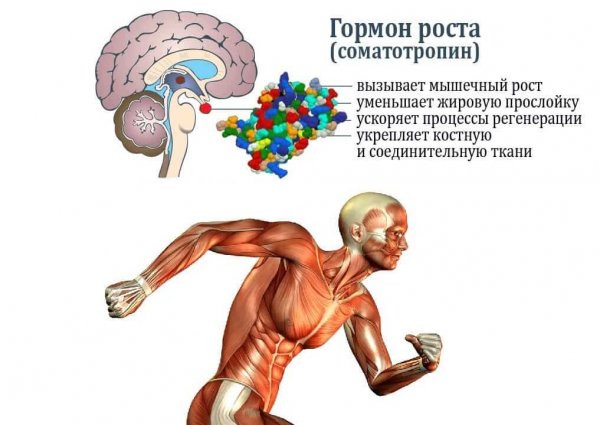 Влияние гормонов на тренировки