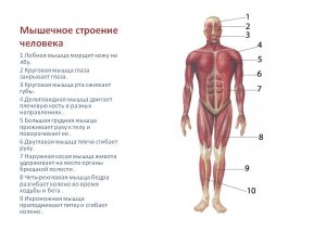 Общая характеристика мышц. Строение мышечных клеток