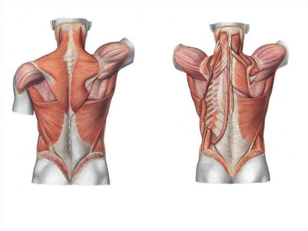 Мышцы туловища спины. Миология мышцы спины анатомия. Мышцы живота анатомия миология. Мышцы спины анатомия Синельников. Мышцы торса анатомия.