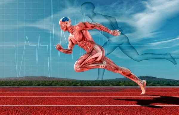 Мышечная выносливость и функциональная реабилитация