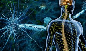 Физиологические изменения в нервной системе под влиянием мышечной деятельности