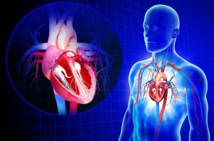 Физиологические изменения в сердечно-сосудистой системе под влиянием мышечной деятельности