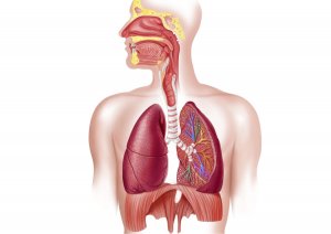 Как устроена дыхательная система человека