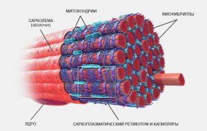 Состав мышечных волокон как генетический маркер