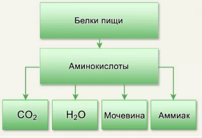 Аминокислоты: генезис, синтез, приминение